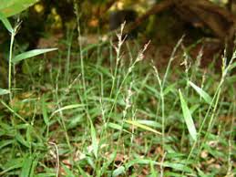 Image result for Oplismenus compositus