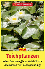 Wasserpflanzen Selbst De Teichpflanzen Wasserpflanzen Pflanzen