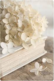 beautiful hydrangea book shades of white white hydrangea beautiful flowers