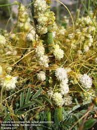 Image result for Cuscuta approximata