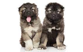 Dam to the pups is our loved family pet queenie and the sire is the huge drago owned by cushy caucasians all puppies will leave with health che. Caucasian Shepherd Dog Puppies Behavior And Characteristics In Different Months Until One Year