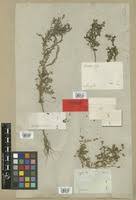 Image result for Phyllanthus pseudoniruri