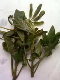 Image result for Vitex doniana