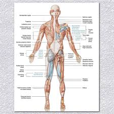 Details About Human Body Muscular System Anatomy Poster Set Laminated Anatomical Muscle Chart
