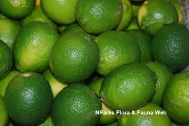 Image result for Citrus × aurantiifolia