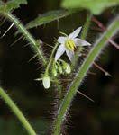 Image result for Solanum grossidentatum