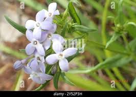 Image result for Conostomium