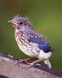 Larry broadbent of mo reported that he only gets a one or two cowbird eggs each year in about 150. Eastern Bluebird Fledgling C2007 Wetcanvas Blue Bird Eastern Bluebird Bird