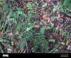 Image result for Asplenium rutifolium