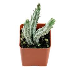 Image result for Senecio forbesii