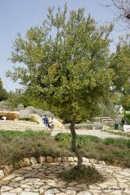 Image result for Euclea crispa