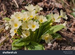 Image result for Primulaceae