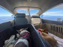 We give your pet a proper cut to make your pet look like its breed should, or according to your preference. Dog Rescuers Overcome Pandemic S Limitations To Bring A Puppy To Renton Renton Reporter