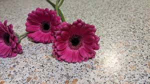 Image result for Gerbera viridifolia