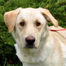 White Golden Retriever Lab Mix Google Search Golden Retriever Lab Mix Golden Retriever White Golden Retriever