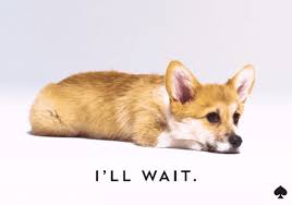 Oh My Gosh Hello Gif By Kate Spade New York Find Share On Giphy Get your dog to wait for your okay before going out an open door. oh my gosh hello gif by kate spade new