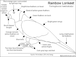 What does a lorikeet look like? Lorikeet Coloring Pages