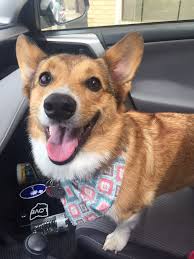 Full service mobile pet grooming: The 46 Best Dog Groomers In Greater Cleveland According To Yelp For 2019 Cleveland Com