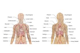 Ein organ ist aus verschiedenen gewebearten und damit auch aus verschiedenen zelltypen zusammengesetzt. Anatomie A Z Organe Im Menschlichen Korper Aufgaben Funktion Krankheiten Krank De