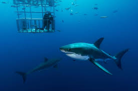 What is the most dangerous shark in the world. Do Bull Sharks Or Great White Sharks Attack And Kill The Most Humans World S Most Dangerous Sharks Ranked