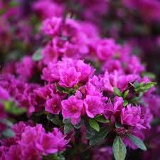 Buy Azalea Delivery By Crocus In 2020 Azaleas Rhododendron Shade Plants