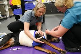 Importante empresa de consumo masivo, se encuentra en la búsqueda de médico veterinario para cumplir funciones inherentes al cargo. Federacion De Colegios De Medicos Veterinarios De Venezuela