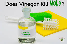 Vinegar, lemon juice, and tea tree oil all have disinfection properties, but are very limited. Does Vinegar Kill Mold Mold Help For You