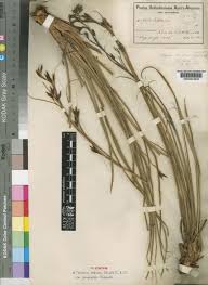 Image result for Tetraria