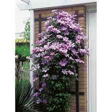 We did not find results for: Clematis Kaufen Bei Obi