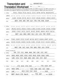 On the worksheet, make the mrna codons into trna codons (review transcription to protein synthesis sheet). Transcription And Translation Worksheet Key Worksheet List