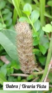 Image result for Uraria picta