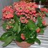 Note that larger bulbs potentially bloom more how to grow amaryllis. Https Encrypted Tbn0 Gstatic Com Images Q Tbn And9gcsonyt D3faantfdotw9dh16mfkfb4yp5lp1le7mpsvpqn0zt1v Usqp Cau