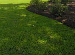 They grow jamur zoysia certified by the north carolina crop improvement program. Jamur Zoysia Lawn And Landscape Grass