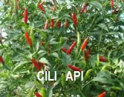 Lepas anak pokok dah besar sikit lebih kurang 3 minggu. Anim Agro Technology Cili Padi Projek Komuniti