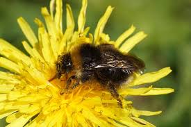 Image result for Bombus norvegicus