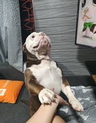 he is withering away🐾🤣🐾 #dog #pet #fyp...