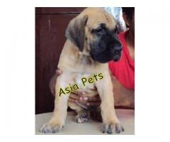 Why buy a great dane puppy for sale if you can adopt and save a life? Great Dane Puppy For Sale Great Dane Price In India Chennai India