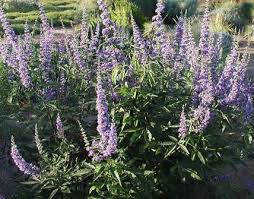 Image result for Vitex thyrsiflora