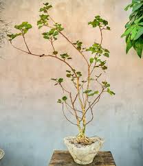 Image result for Ficus tettensis