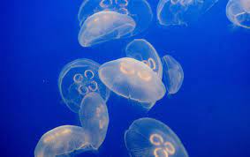 Diving is the only way it can be obtained. Moon Jelly