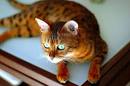 Bengal Colors & Patterns | Bengal Cats – Bengals Illustrated