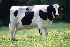 Prior to 1900, highland cattle as small as 350 pounds were not unusual. How Much Does A Cow Weigh Beef Dairy Calf With Charts