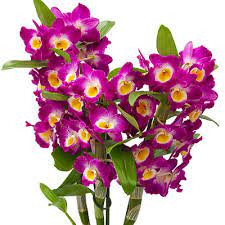 Dendrobium Phalaenopsis Care