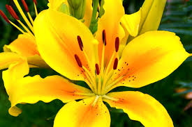 Lilien Sommerblumen Lilien Blumen