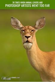 30 Times When Animal Lovers Photoshop Artists Went Too Far Animals Photoshop Artists Hybrid Funny Wtf Photoshopped Animals Animal Mashups Fake Animals