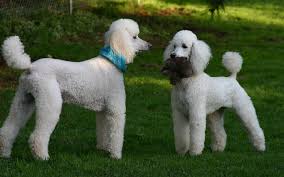 Selezionato originariamente come cane per la caccia alle anatre, anche se ora è stato classificato come cane da. Barboncino Dal Toy Al Grande Le Varieta A Confronto Animali Pucciosi