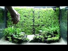 Layout 98 By Adrie Baumann Planted Aquarium Fresh Water Fish Tank Aquascape Aquarium