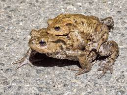 Common Toad - Bufo bufo - Observation.org