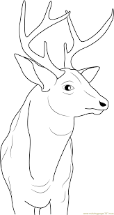See more ideas about deer, deer pictures, whitetail deer pictures. Buck Deer Coloring Page For Kids Free Deer Printable Coloring Pages Online For Kids Coloringpages101 Com Coloring Pages For Kids