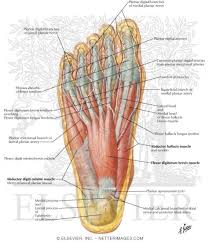 Atlas Of Human Anatomy 2nd Edition